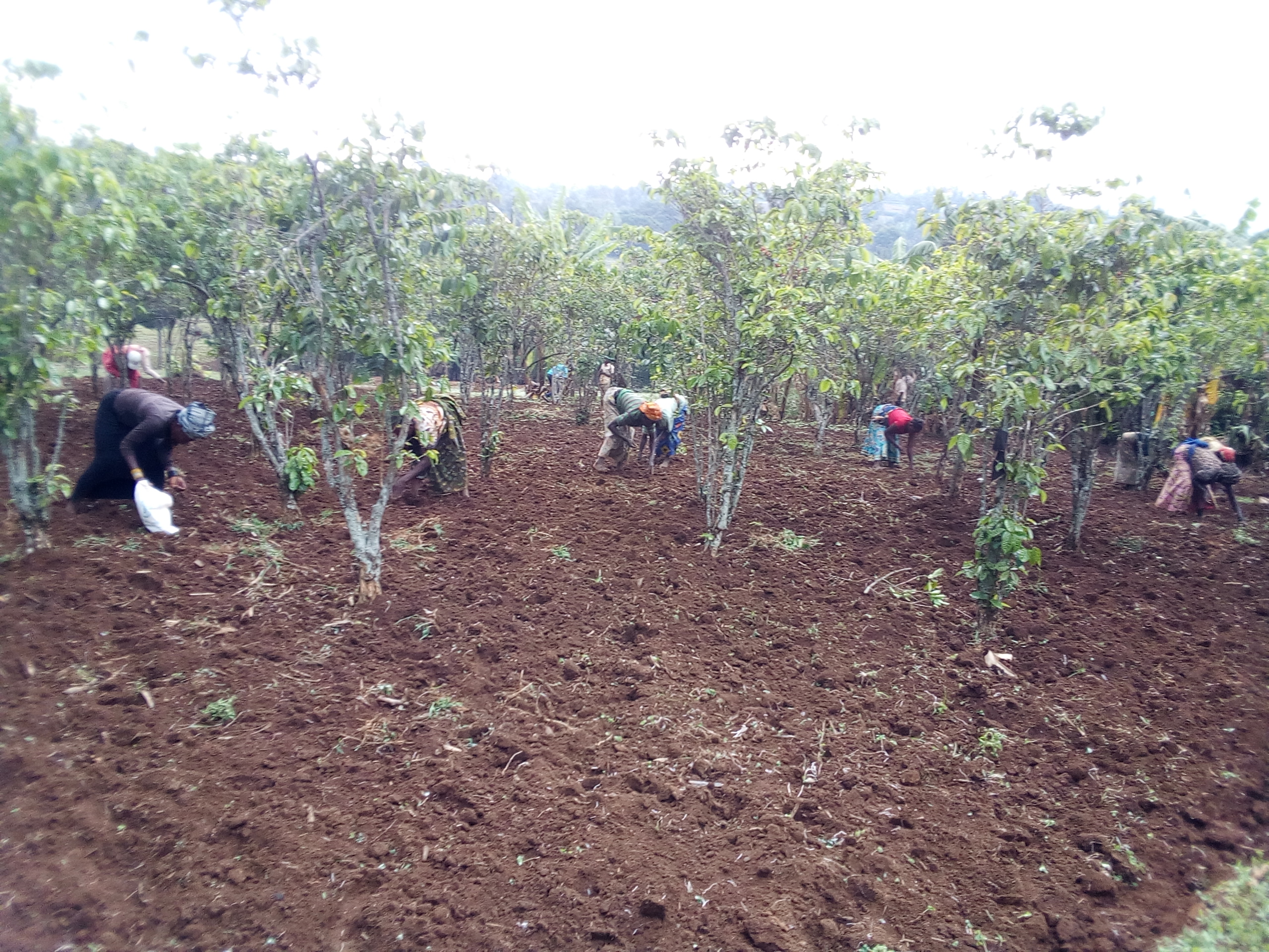 Avec ce projet d&rsquo;appui et accompagnement en s&eacute;curit&eacute; alimentaire de cinq organisations paysannes du territoire de Masisi en province du Nord-Kivu, ayant comme objectif, le changement et adoption des certains comportements des paysans vis-&agrave;-vis des nouvelles m&eacute;thodes et pratiques agricoles ; 251 membres dont 100 hommes et 151 femmes ont b&eacute;n&eacute;fici&eacute;s de ce projet et r&eacute;parti comme suit : 
- 42 pour l&rsquo;OP Hamwe Tuhagaruke (Pamoja Tuinuke), dont 16 hommes et 26 femmes ;
- 56 pour l&rsquo;OP  Umubano, dont 23 hommes et  32 femmes ;
- 22 pour l&rsquo;OP Bunvikane, dont 9 hommes et 13 femmes ;
- 58 pour l&rsquo;OP Majambere emwerhu, dont 24 hommes et 34 femmes ; et en fin
- 74 pour l&rsquo;OP Muguma arhahama, dont 28 hommes et 46 femmes.
Vu les contraintes rencontr&eacute;es, nos recommandations s&rsquo;adressent au :
- Gouvernement de voir dans quelles conditions ces paysans peuvent &ecirc;tre toujours encadr&eacute;s car vivant de l&rsquo;agriculture tout en respectant les mesures barri&egrave;res du covid-19 qui a &eacute;t&eacute; un facteur favorisant la non-atteinte maximale de nos objectifs ; 
- Aux partenaires intervenants dans ce secteur, de dresser ensemble un bilan sur l&rsquo;&eacute;tat de s&eacute;curit&eacute; alimentaire et les effets dus au covid-19 et ainsi &eacute;valuer les perspectives &agrave; venir pour la population de Masisi tout en proposant des pistes des solutions.
